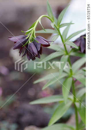 黑百合 黑百合 6519734