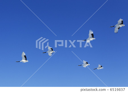 在藍天跳舞 6519837