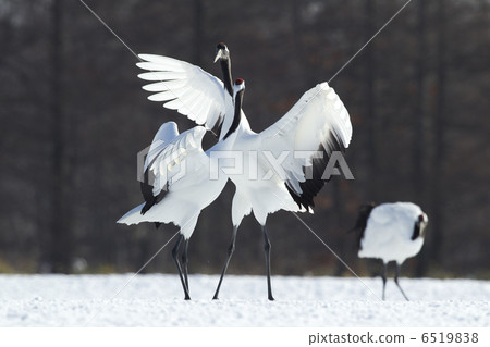 蔓越莓舞 6519838