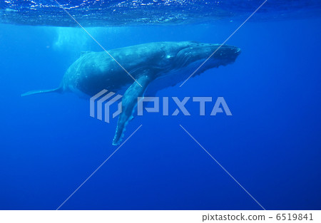 Humpback whale 6519841