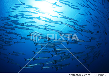 A group of rose cuddles 6519842