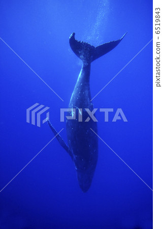 Dragonfly of humpback whales 6519843