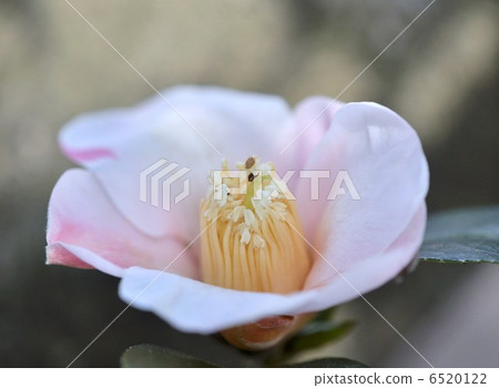 Tsubaki Tsubaki 6520122