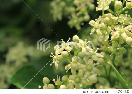 Masaki的花 6520688