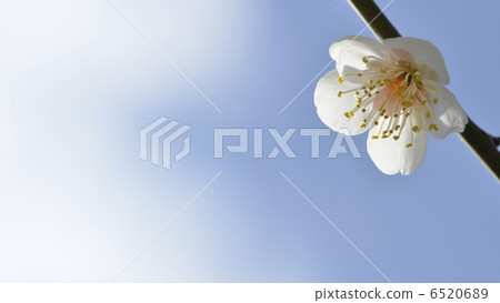 White plum White plum 6520689