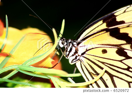 Large tree nymph sucking nectar 6520972
