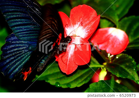 Stick to a red flower Musk 6520973