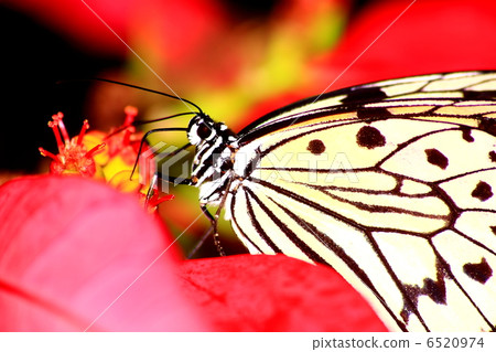 Butterflies Stuck in a Pink Flower 6520974