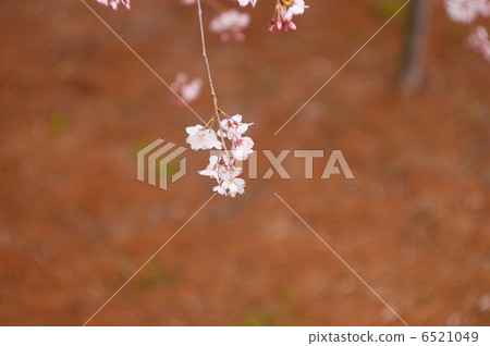 Cherry Blossoms Cherry Blossoms 6521049