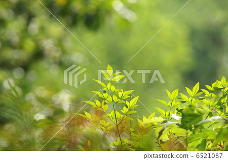 Young leaves of Nanten 6521087