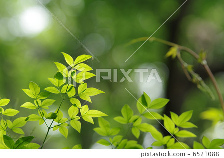 Young leaves of Nanten 6521088