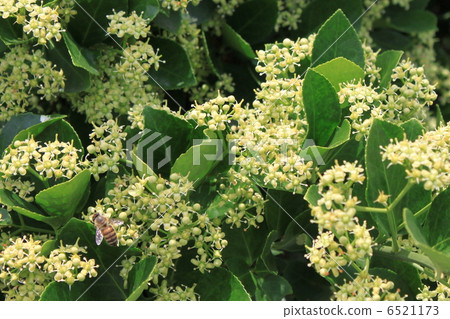 Masaki的花和蜜蜂 6521173