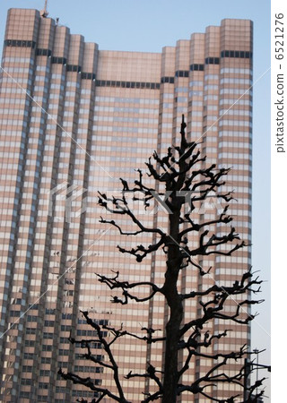 2011.2.3 red tree on the tree shadow of Platanus · vertical from Aoyama street 2011.2.3 red tree on the tree shadow of Platanus · vertical from Aoyama street 6521276