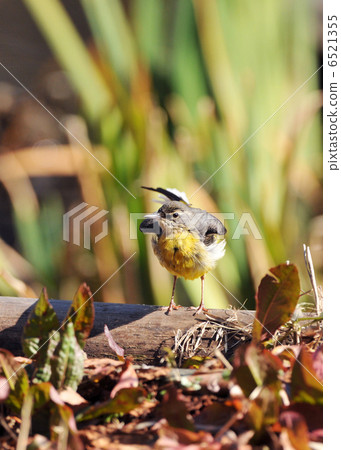 Kisekirei Kisekirei 6521355