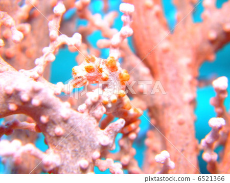 侏儒海馬沖繩島克拉瑪群島 侏儒海馬沖繩島克拉瑪群島 6521366