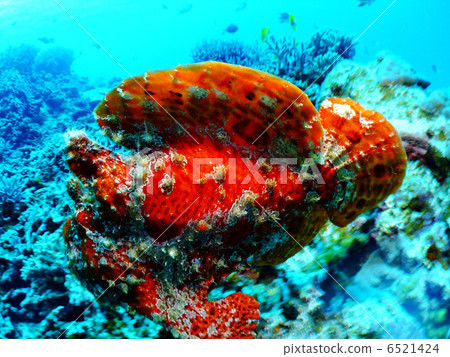 Frog Angkow Okinawa Kerama Is.Omorizarusu 6521424