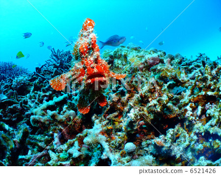 Frog Angkow Okinawa Kerama Is.Omorizarusu 6521426