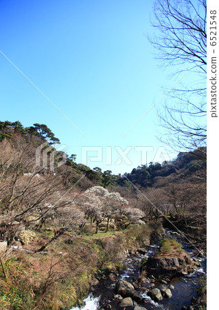 Plum Festival Atami Plumen 6521548