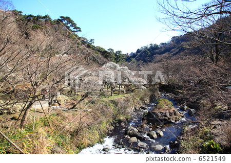 Plum Festival Atami Plumen Plum Festival Atami Plumen 6521549
