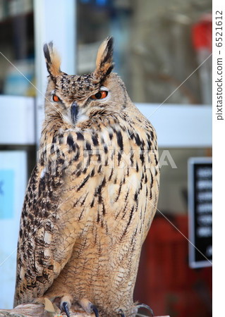 Earthworm Owl Owl Prey Raptor 6521612
