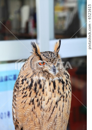 蚯蚓貓頭鷹貓頭鷹猛禽猛禽 蚯蚓貓頭鷹貓頭鷹猛禽猛禽 6521615