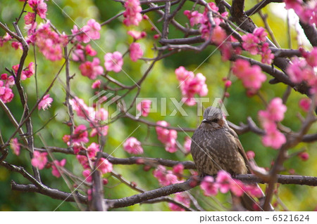 Plum and bulbul 6521624