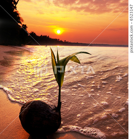 Tropical beach Tropical beach 6523147