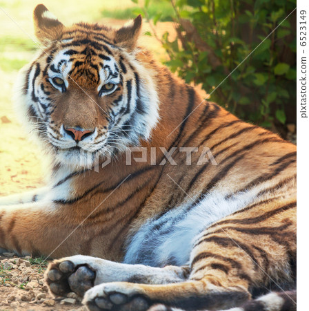 Tiger Tiger 6523149