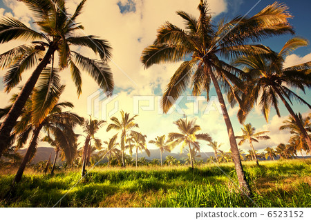 Palm plantation Palm plantation 6523152