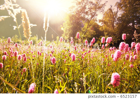 Meadow Meadow 6523157