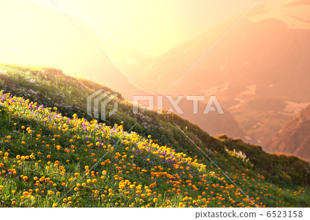 Mountain meadow Mountain meadow 6523158