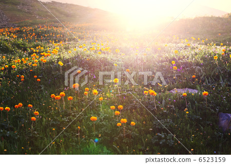 Meadow Meadow 6523159