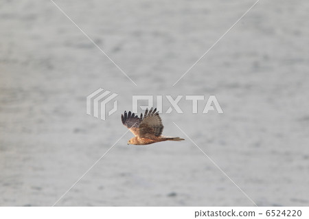 Flight of Chuki 6524220