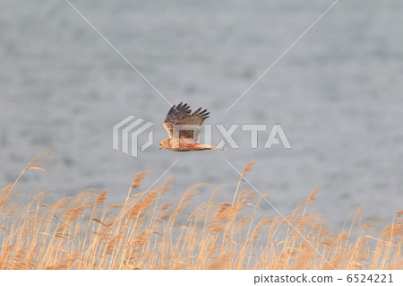 Chuki的飛行 6524221