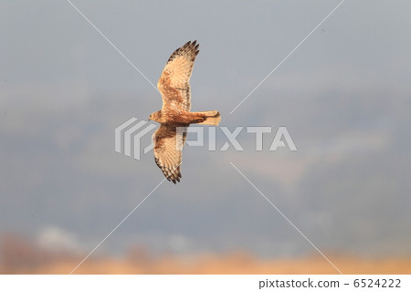 Flight of Chuki Flight of Chuki 6524222