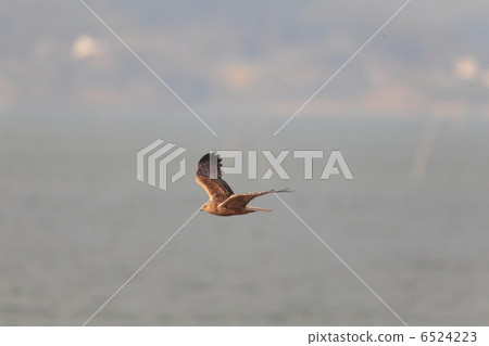 Flight of Chuki 6524223