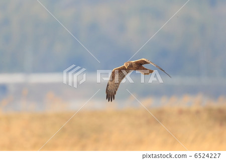 Flight of Chuki 6524227