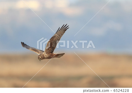 Flight of Chuki Flight of Chuki 6524228