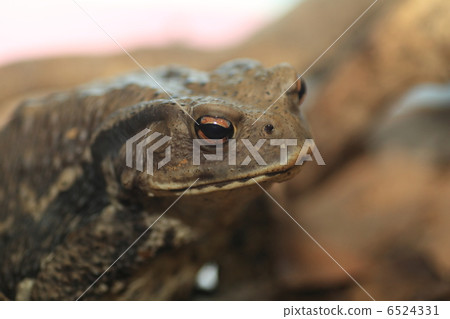 Japanese toad 6524331