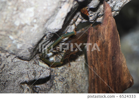 Hirate Tenaga蝦 6524333