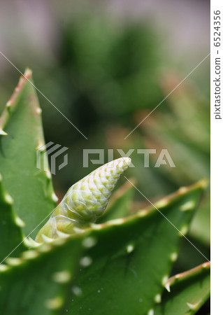 夜間城堡的芽 6524356