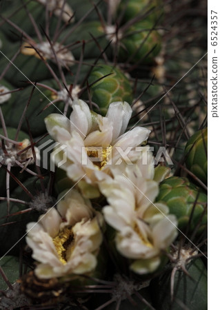 仙人掌花 6524357