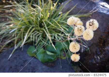 Tsubaki的絨毛 6524475