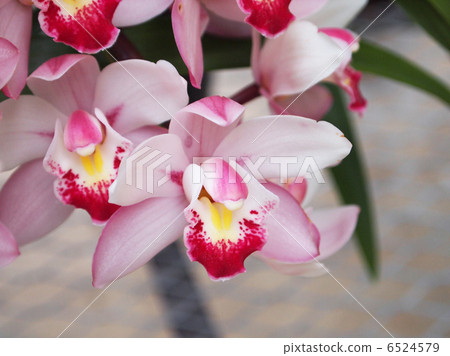 Cymbidium 6524579