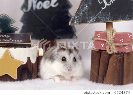 Djangarian hamster 6524874