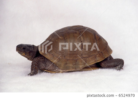 Land turtle 6524970