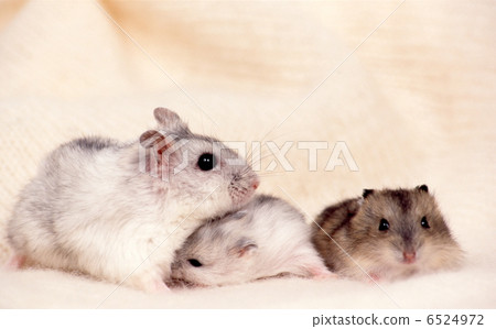 Djangarian hamster 6524972