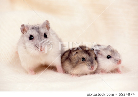 Djangarian hamster Djangarian hamster 6524974