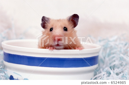 Kinka hamster Kinka hamster 6524985