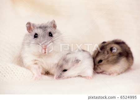 Djangarian hamster 6524995